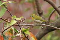 メジロ [XEX110004275]