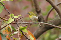 メジロ [XEX110004276]