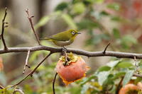 メジロ [XEX110004283]