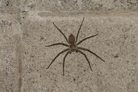 アシダカグモ [XEX110004288]