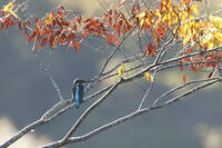 カワセミ [XEX110004291]