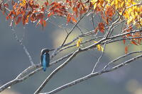 カワセミ [XEX110004292]