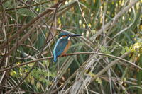 カワセミ [XEX110004296]