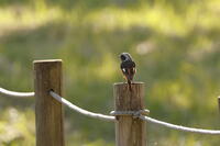 ジョウビタキ [XEX110004298]