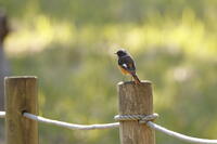 ジョウビタキ [XEX110004301]