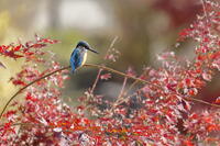 カワセミ [XEX110004308]