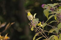 メジロ [XEX110004309]