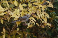 ヒヨドリ [XEX110004311]