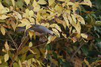 ヒヨドリ [XEX110004312]