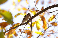 コゲラ [XEX110004313]