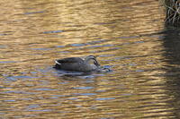 カルガモ [XEX110004315]