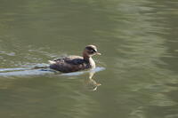 カイツブリ [XEX110004317]