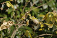 メジロ [XEX110004323]