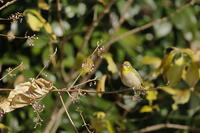 メジロ [XEX110004324]