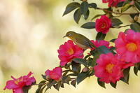 メジロ [XEX110004325]