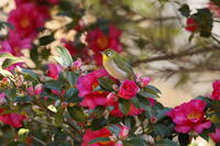 メジロ [XEX110004327]