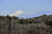 冬枯れと富士山 [XEX110004332]