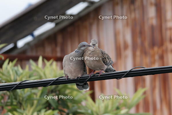 キジバト [XEX110004235]