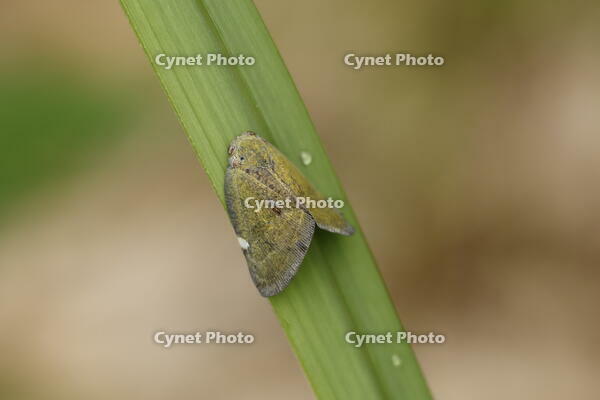 アミガサハゴロモ [XEX110004236]