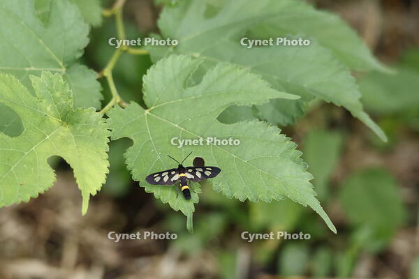 カノコガ [XEX110004237]