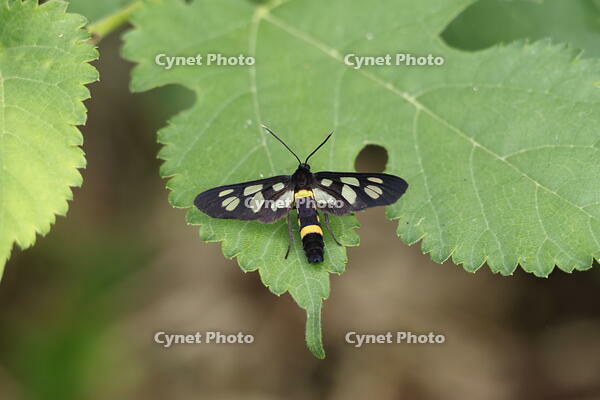 カノコガ [XEX110004238]