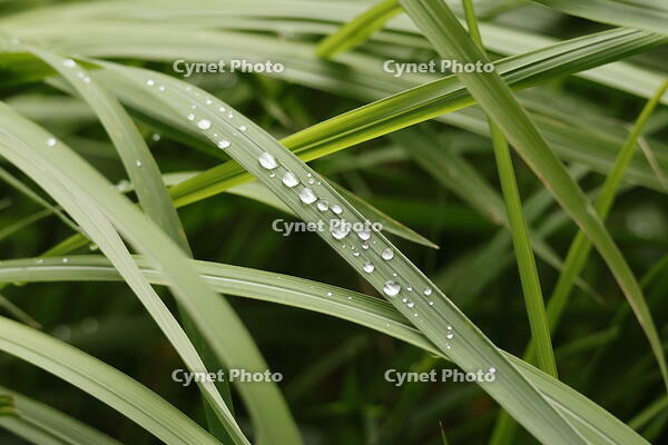 朝露 [XEX110004239]