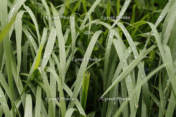 朝露 [XEX110004240]