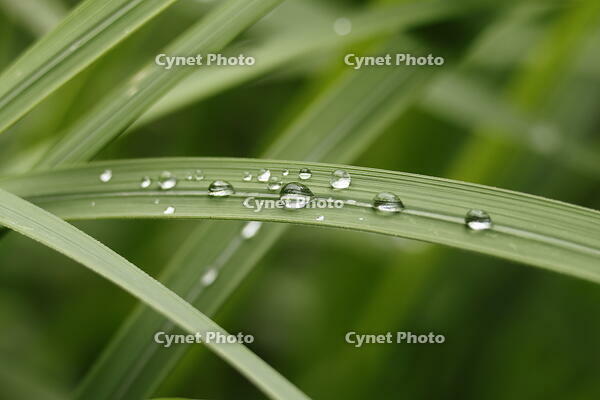 朝露 [XEX110004241]