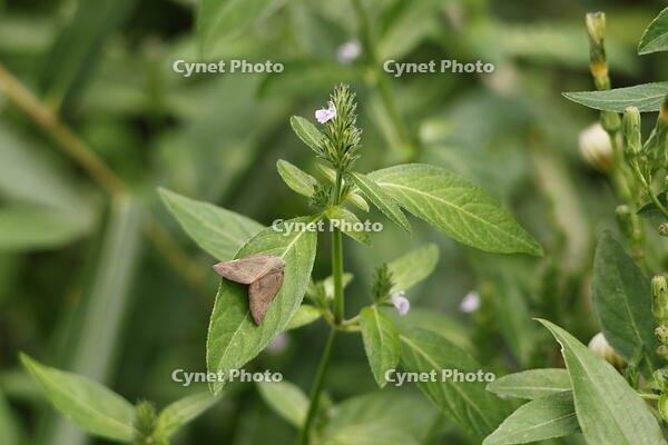 アミガサハゴロモ [XEX110004242]