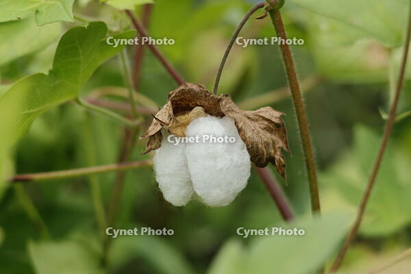 ワタのさく果 [XEX110004243]