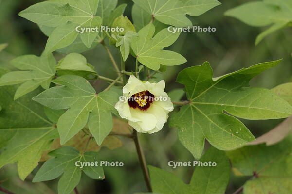 ワタの花 [XEX110004244]