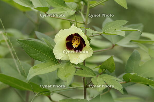 ワタの花 [XEX110004245]