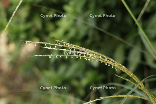 ススキの花 [XEX110004246]