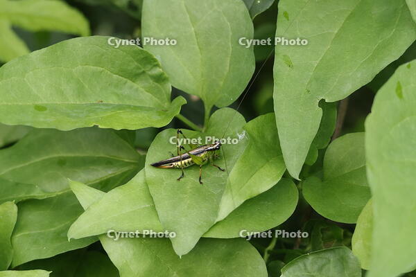 ササキリ [XEX110004247]