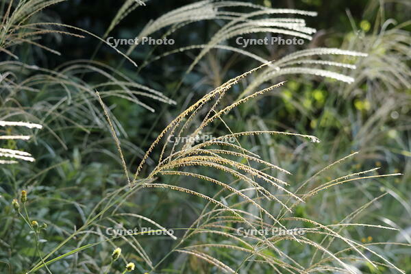 ススキの花 [XEX110004248]