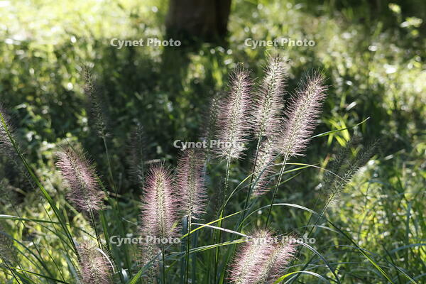 チカラシバ [XEX110004249]