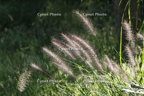 チカラシバ [XEX110004250]