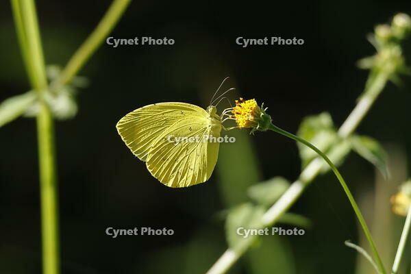 モンキチョウ [XEX110004251]