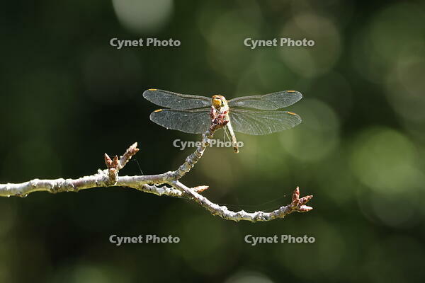 アキアカネ [XEX110004252]