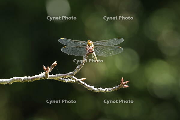 アキアカネ [XEX110004253]