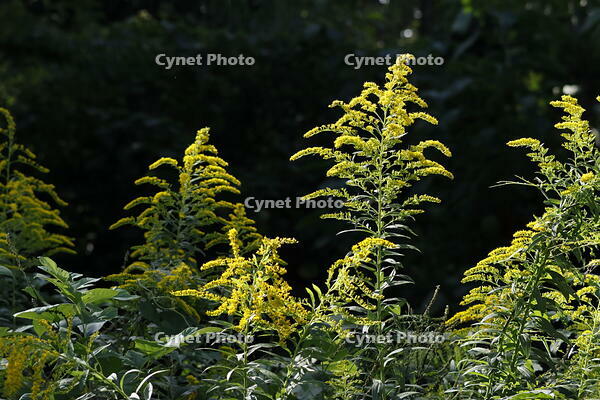 セイタカアワダチソウ [XEX110004254]