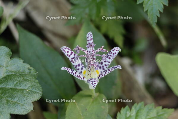 ホトトギス [XEX110004255]