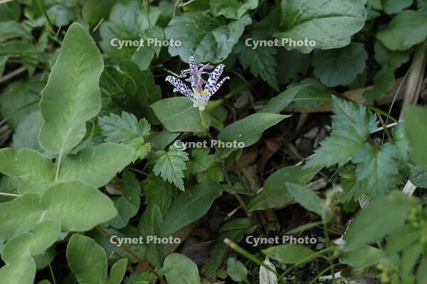 ホトトギス [XEX110004256]