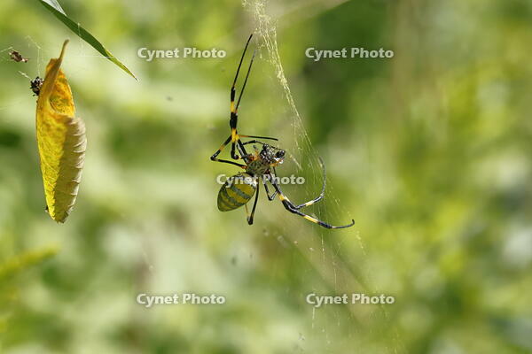 ジョロウグモ [XEX110004257]