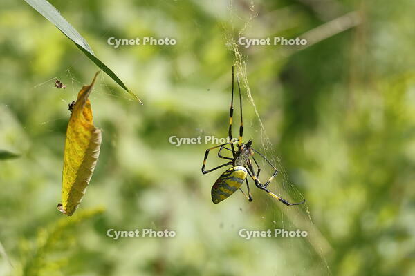 ジョロウグモ [XEX110004258]