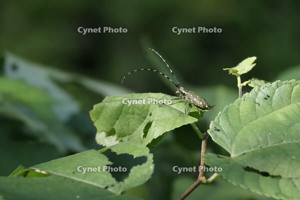 キボシカミキリ [XEX110004259]