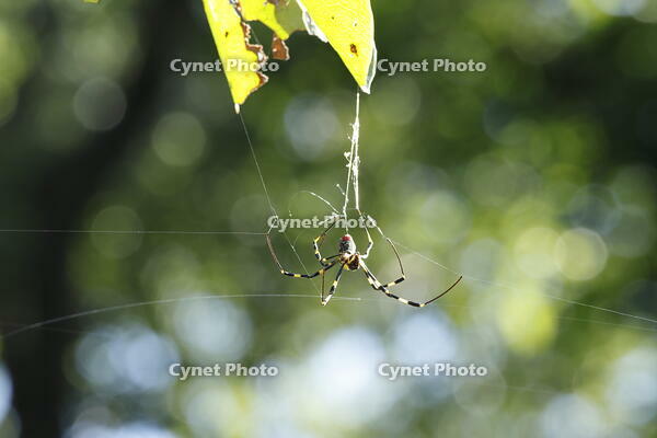 ジョロウグモ [XEX110004260]