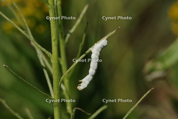 ウスネズミエダシャク [XEX110004263]