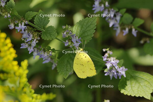 キタキチョウ [XEX110004264]