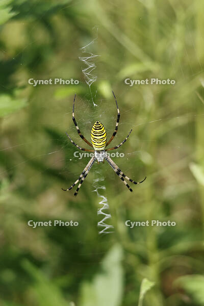 ナガコガネグモ [XEX110004265]